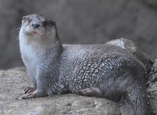 くねことシルバーOtter's