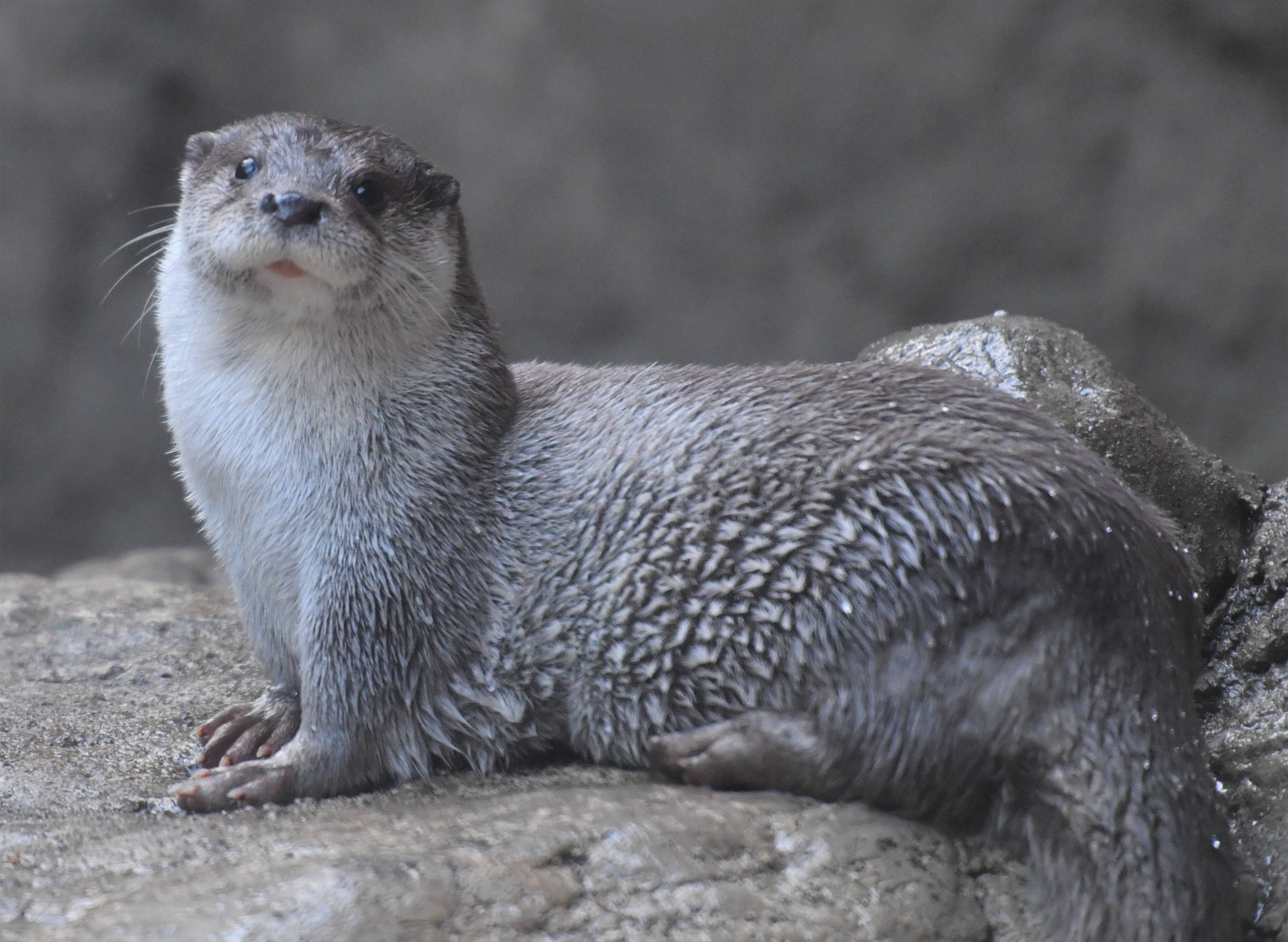くねことシルバーOtter'sの写真