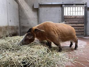 順調だったのですが...