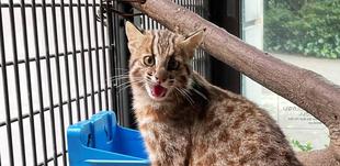 ツシマヤマネコ 赤ちゃん成長記⑰