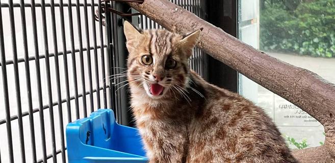 ツシマヤマネコ 赤ちゃん成長記 飼育日誌 よこはま動物園ズーラシア公式サイト 公益財団法人 横浜市緑の協会