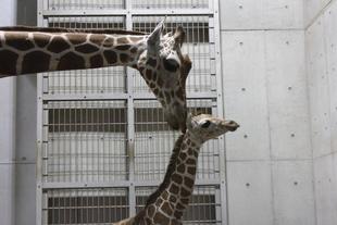 キリンの出産のお話～カルメンの出産編～