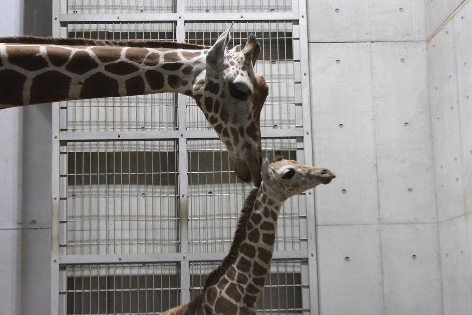 キリンの出産のお話~カルメンの出産編~の写真