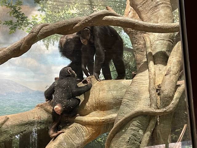 ゴウとハルの写真