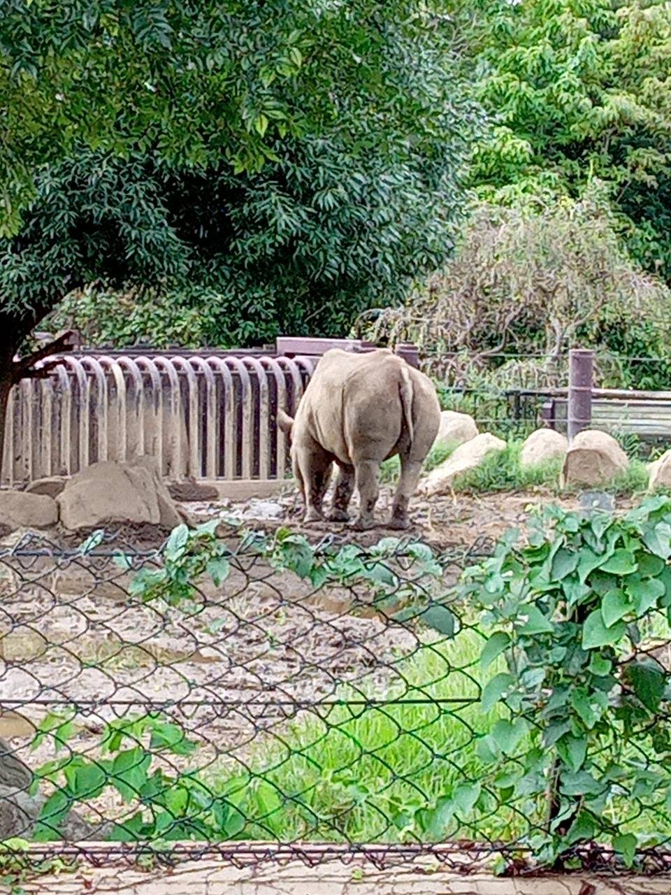 王手?!の写真