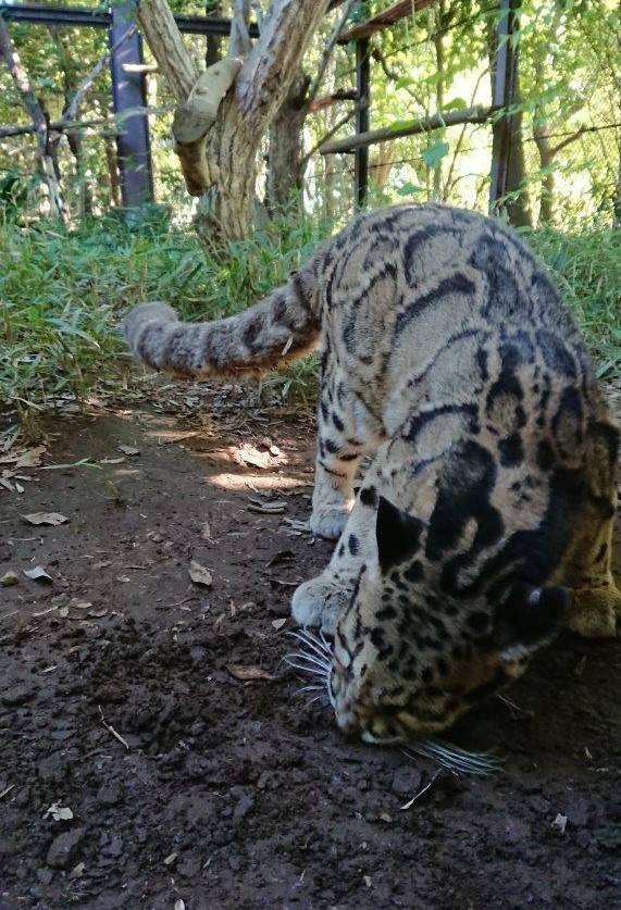 ミネラルの補給でしょうか?の写真
