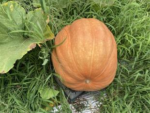 そうだ！巨大カボチャを育ててみよう。（後編）