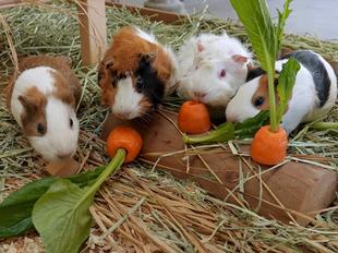 モルモットに会いにきてね！