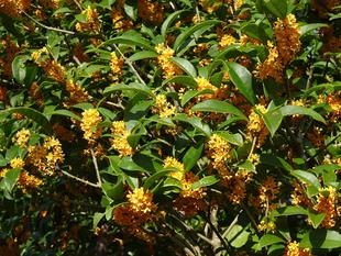 ～　二度咲きキンモクセイ　～