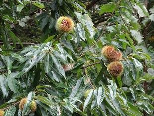 ～　実りの秋　～