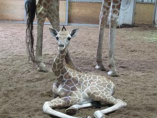 キリンの出産のお話～エマの出産編～