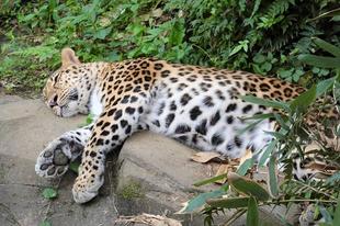 夏の暑さ対策~アムールヒョウ編~