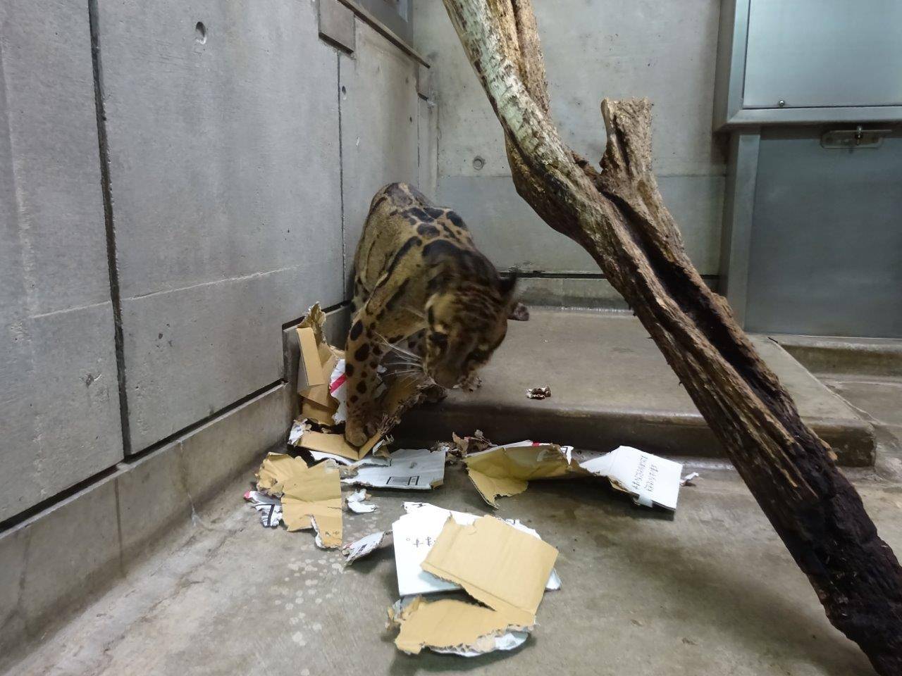 三度目の正直の写真