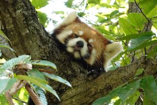 夏の暑さ対策～レッサーパンダ編～