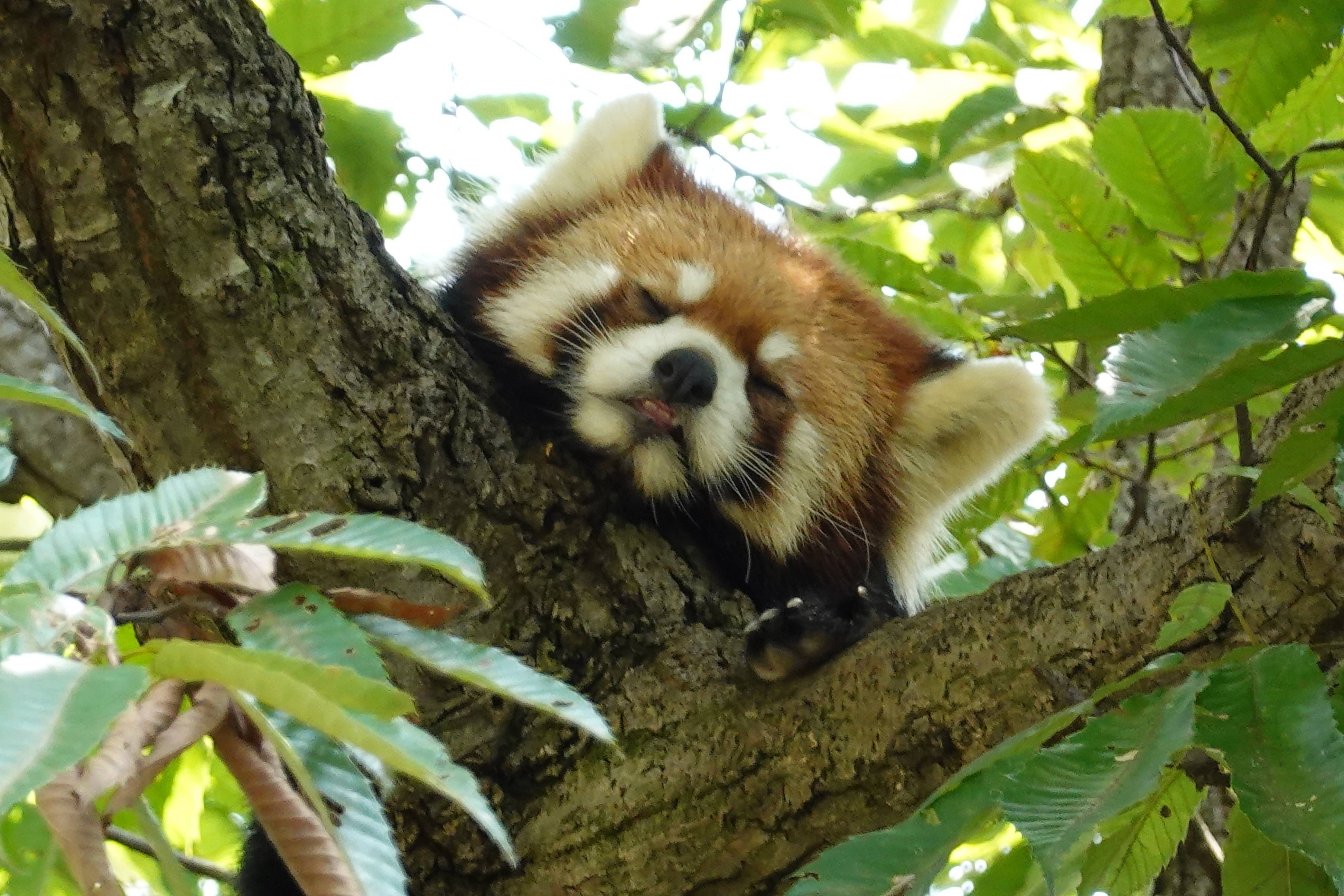 夏の暑さ対策~レッサーパンダ編~の写真