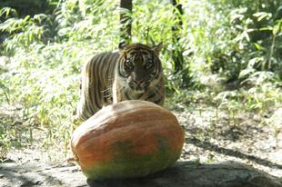 ハロウィン報告―①