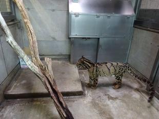 スパイダーに、再び段ボール箱を与えてみました!