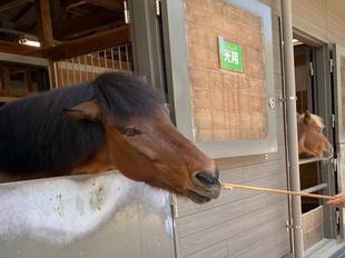 「馬のエサやり体験」再開のおしらせ