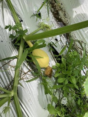 そうだ！巨大カボチャを育ててみよう。（前編）