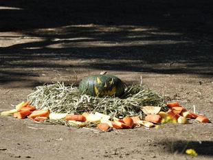 インドゾウたちのハロウィン②