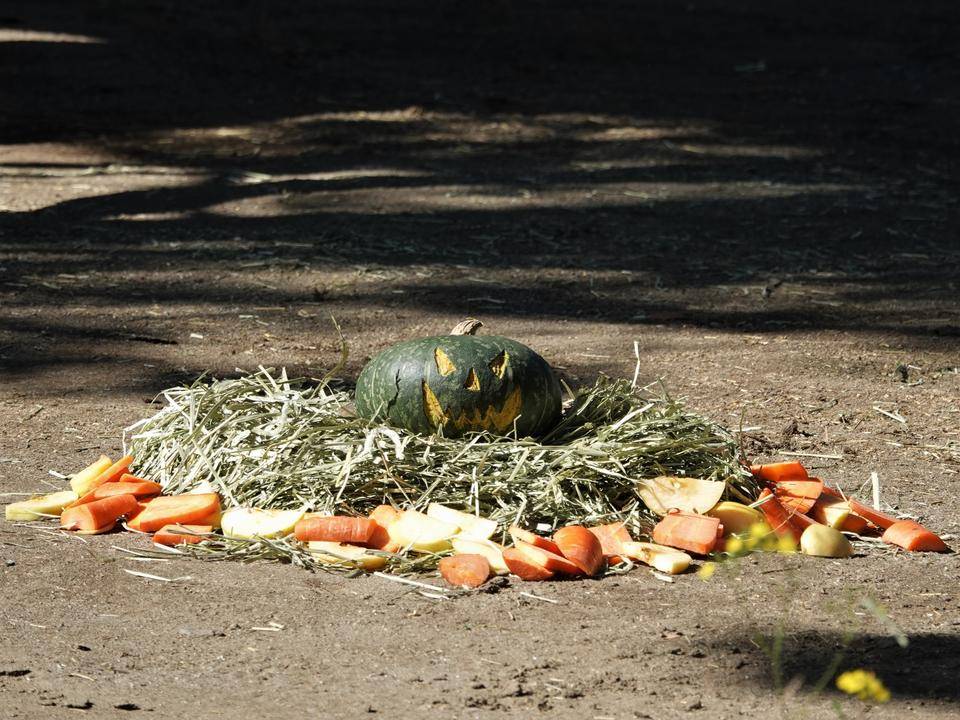 インドゾウたちのハロウィン②の写真