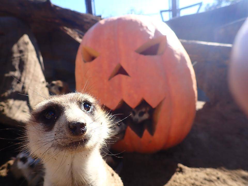 ハッピーハロウィン! ~ミーアキャット編~の写真