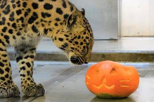 カボチャにトライ☆後日談