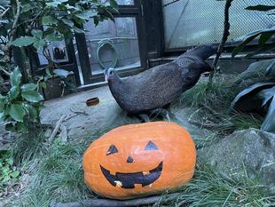 カンムリセイランもハロウィン!