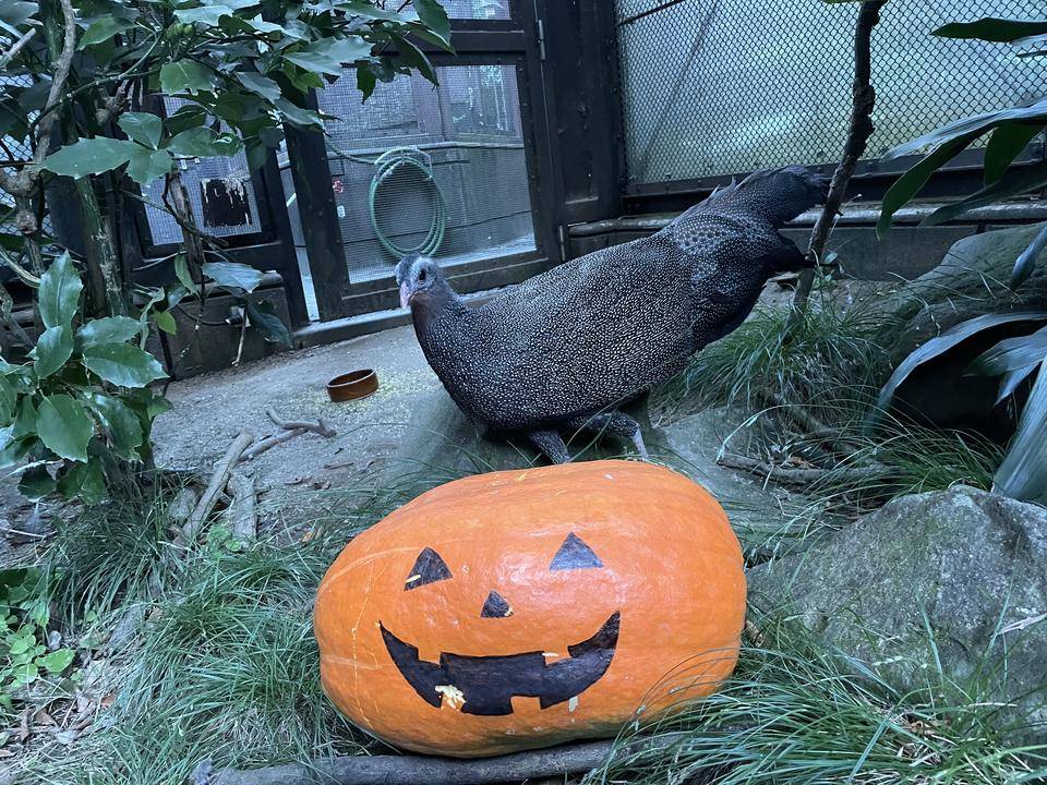 カンムリセイランもハロウィン!の写真