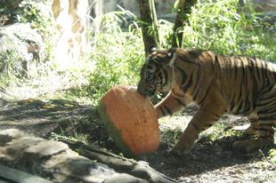 ハロウィン報告―②