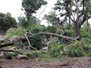 何頭いるか、わかるかな？