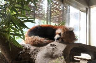 ララの寝姿コレクション