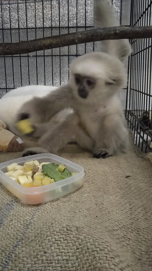 集中して、プロイ。