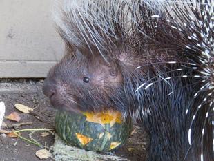 隠れハロウィン