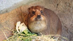 ケープハイラックスを愛しているみなさまへ