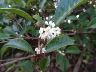 ～　まさかの三度咲き　ヒイラギモクセイ　～