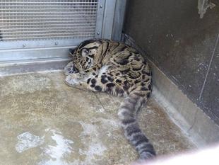 ウンピョウ展示場の改修