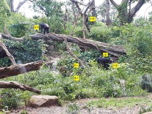 何頭いるか、わかるかな？　～正解編～