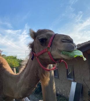 ソフィーが8才になりました！