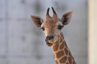 愛称決定しました！