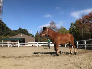 平日限定「ひき馬体験」再開！「ポニーのジャンプショー」も！