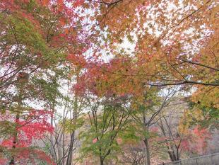 続・ズーラシアの紅葉事情　～見ごろ迎えました～