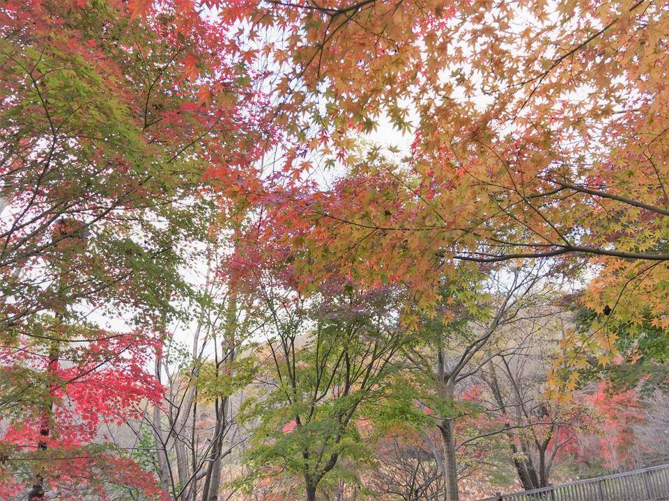 続・ズーラシアの紅葉事情 ~見ごろ迎えました~の写真