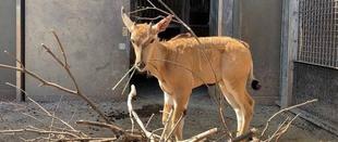 シマウマ・エランドと枝