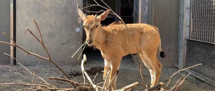 シマウマ・エランドと枝の写真