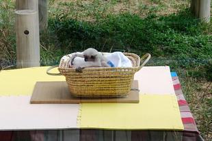 プロイ公開の記録!