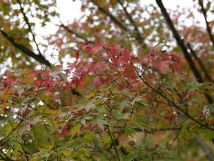 ズーラシアの紅葉事情