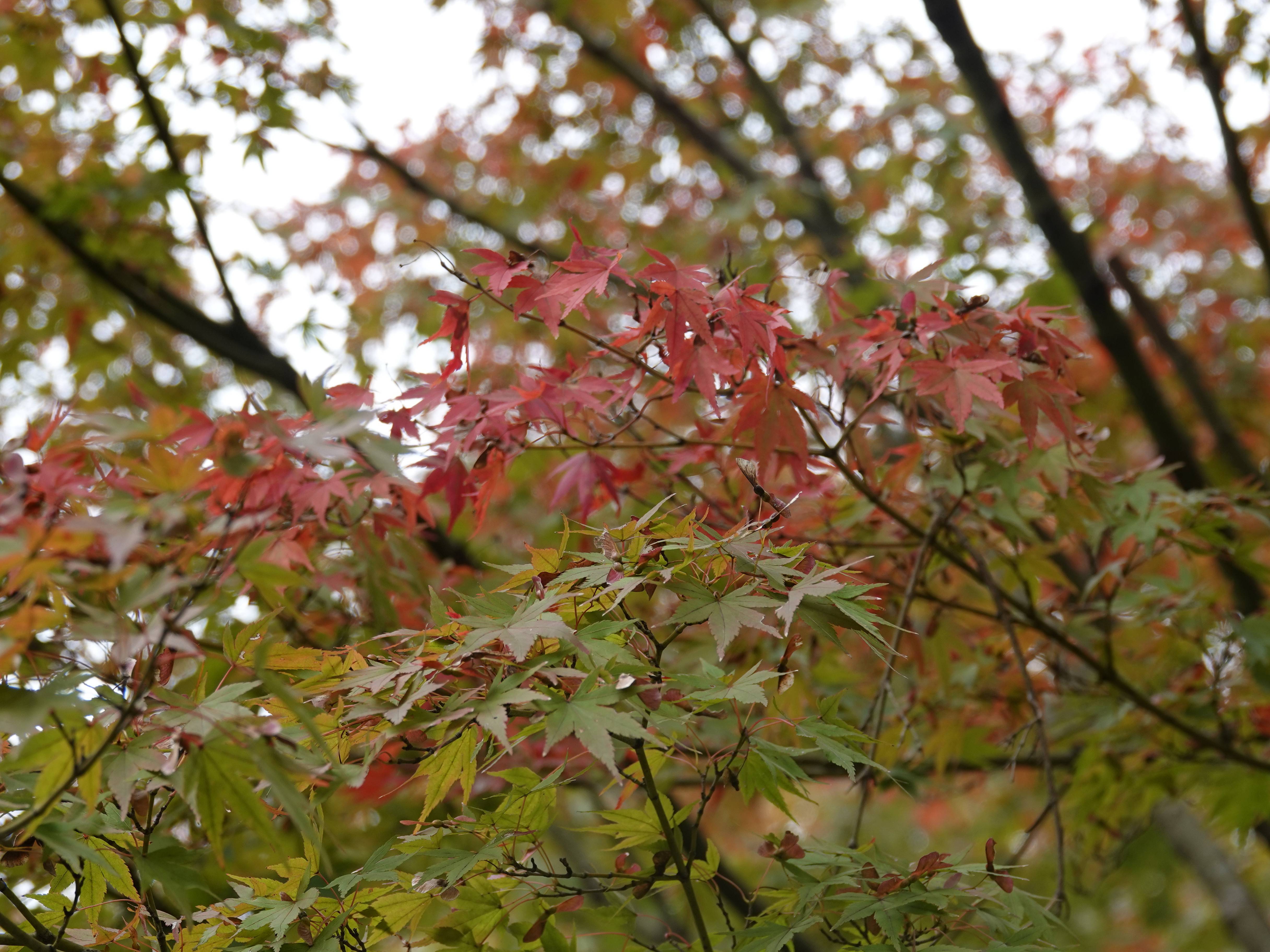 ズーラシアの紅葉事情の写真