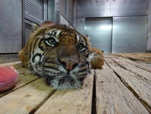 朝のガンターの様子