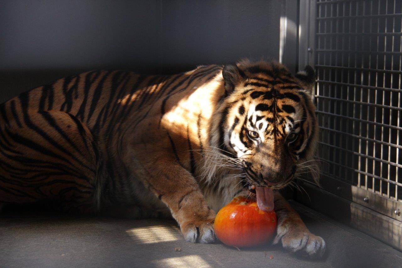 ハロウィン報告―番外編の写真